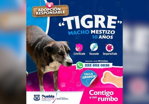 Invita Ayuntamiento de Puebla a adoptar animales de compañía y evitar el abandono