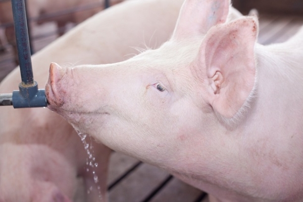 Granjas Carroll de México produce carne de cerdo con bajos volúmenes de agua