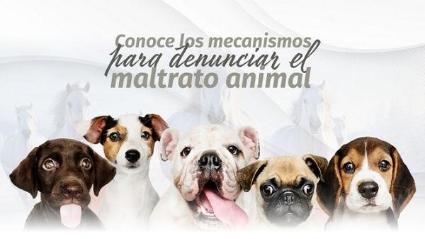 Refuerza Congreso del Estado mecanismos de denuncia ante casos de maltrato animal