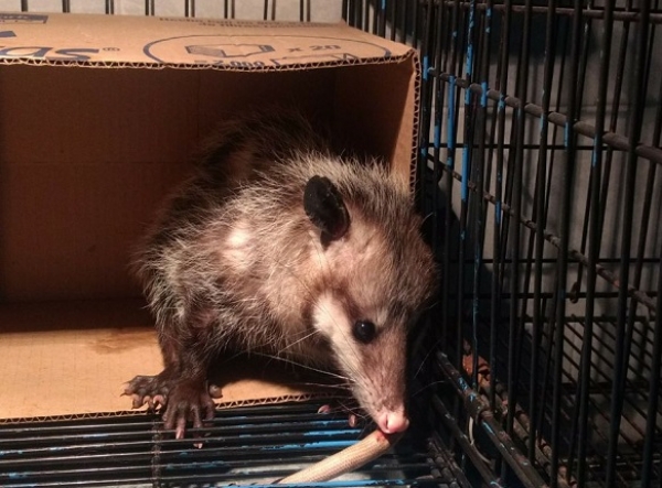 Tlacuache, el marsupial mexicano con una gran historia y raíces ancestrales